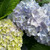 Hydrangea macrophylla All Summer Beauty 171655